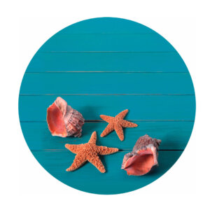 FORRO PLATOS BASE CARACOLES